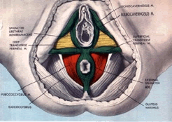 clinicadecoloproctologia